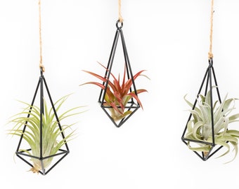 Hanging Air Plant Container - Metal Pendants with Air Plants - Fast FREE Shipping - 30 Day Guarantee - Air Plant Holder