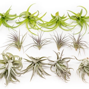 Packs of 25, 50, 75, or 100 - Air Plants Wholesale - The Inca Collection - Fast FREE Shipping - 30 Day Guarantee - Air Plants Bulk