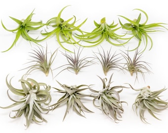 Packs of 25, 50, 75, or 100 - Air Plants Wholesale - The Inca Collection - Fast FREE Shipping - 30 Day Guarantee - Air Plants Bulk