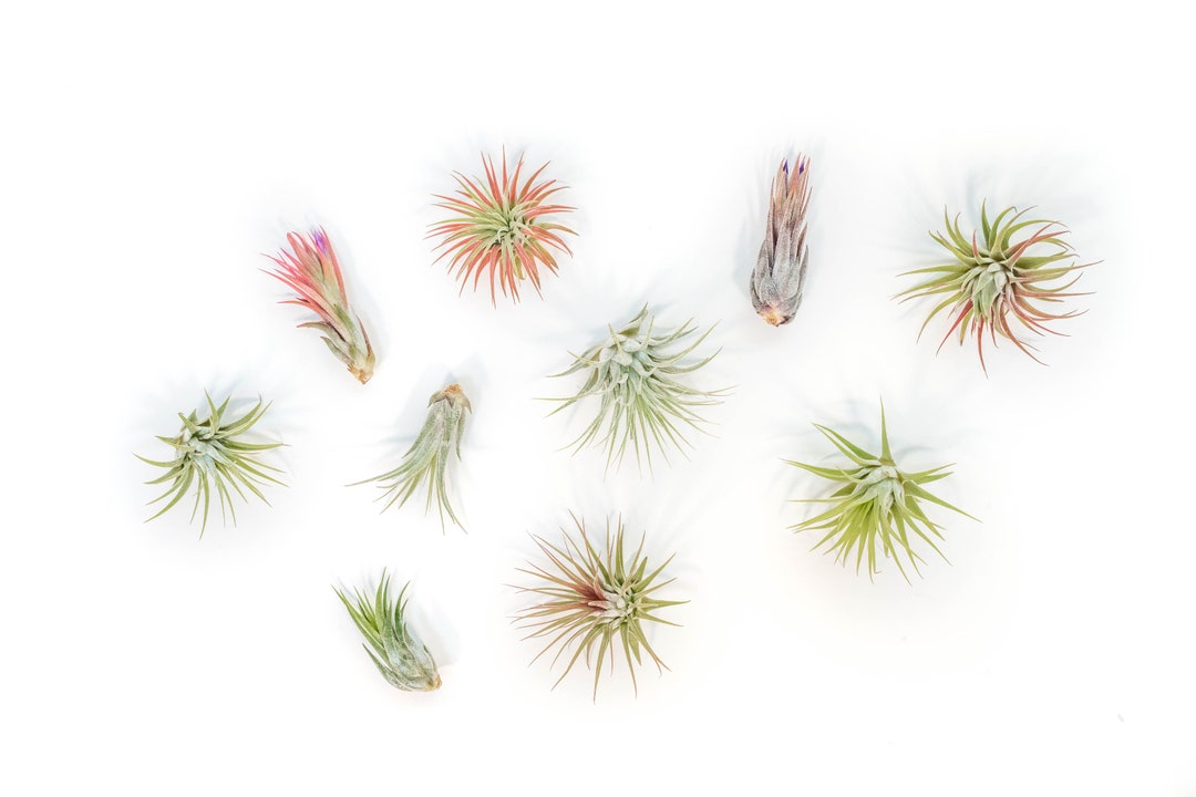 12 Air Plants Wholesale - Ionantha Variety - Set of 12 Air Plants - Fast FREE Shipping - 30 Day Guarantee - Air Plants Bulk