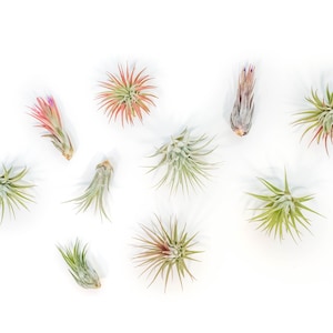 12 Air Plants Wholesale - Ionantha Variety - Set of 12 Air Plants - Fast FREE Shipping - 30 Day Guarantee - Air Plants Bulk