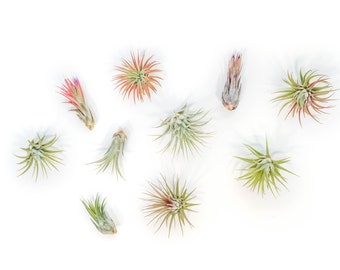 12 Air Plants Wholesale - Ionantha Variety - Set of 12 Air Plants - Fast FREE Shipping - 30 Day Guarantee - Air Plants Bulk