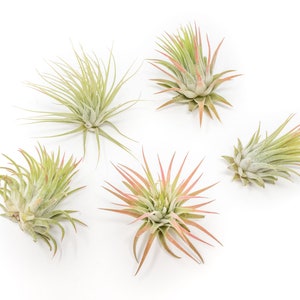 12 Air Plants Wholesale - Large Tillandsia Ionantha Rubra - Set of 12 Air Plants - Fast FREE Shipping - 30 Day Guarantee - Air Plants Bulk