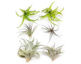 6 Pack - Air Plant - The Inca Collection - Set of 6 Air Plants - Fast FREE Shipping - 30 Day Guarantee - Air Plants for Sale