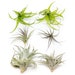see more listings in the Air Plants section