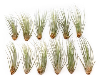 Packs of 25, 50, 75, or 100 - Air Plants Wholesale - Juncea Air Plant - Fast FREE Shipping - 30 Day Guarantee - Air Plants Bulk