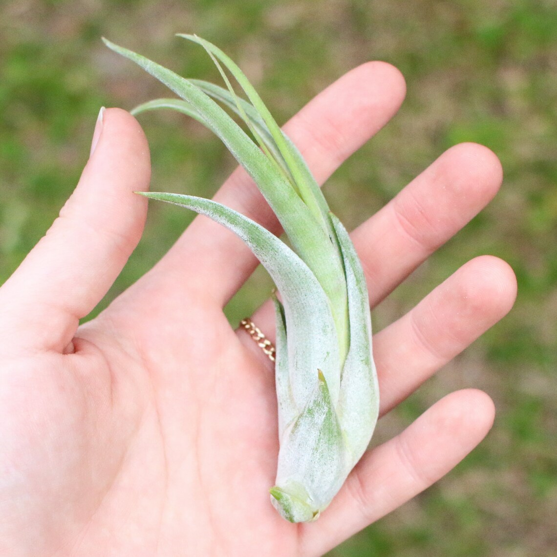 5 Pack Air Plant Circinata 'paucifolia' Air Plants Etsy