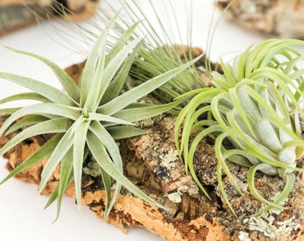 Small Cork Bark with 3 Assorted Tillandsia Air Plants - Fast FREE Shipping - 30 Day Guarantee - Live Air Plant Wall Hanging