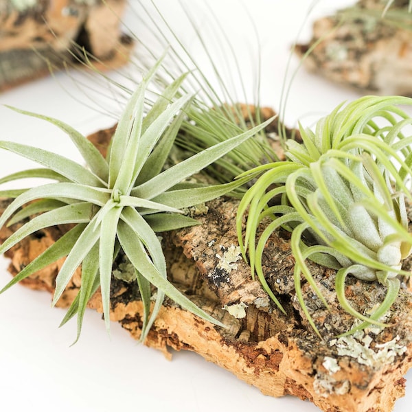 Small Cork Bark with 3 Assorted Tillandsia Air Plants - Fast FREE Shipping - 30 Day Guarantee - Live Air Plant Wall Hanging