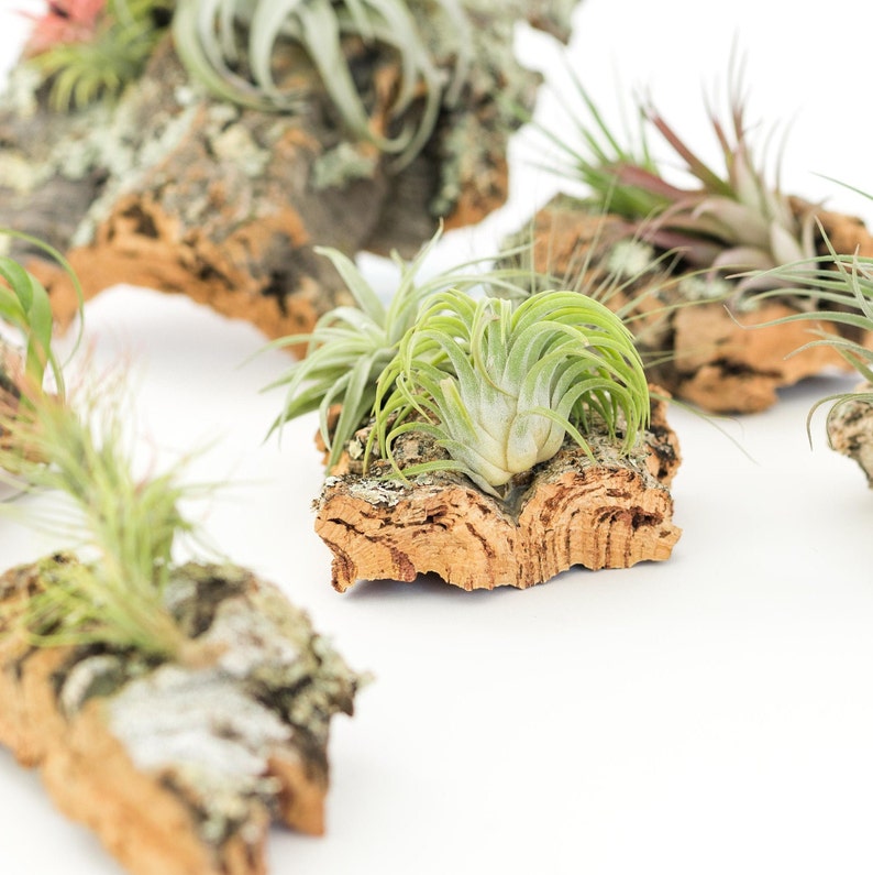 3 Cork Bark Chunks With Assorted Plants Fast FREE Shipping Etsy