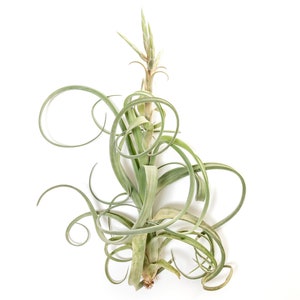 May include: An air plant with long, curling, pale green leaves and a central stem. The plant has a unique, spiralling shape, with some leaves forming tight curls. The plant is set against a clean white background, highlighting its natural form.