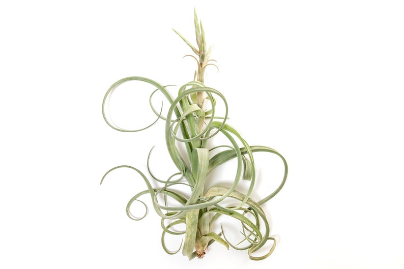 May include: An air plant with long, curling, pale green leaves and a central stem. The plant has a unique, spiralling shape, with some leaves forming tight curls. The plant is set against a clean white background, highlighting its natural form.
