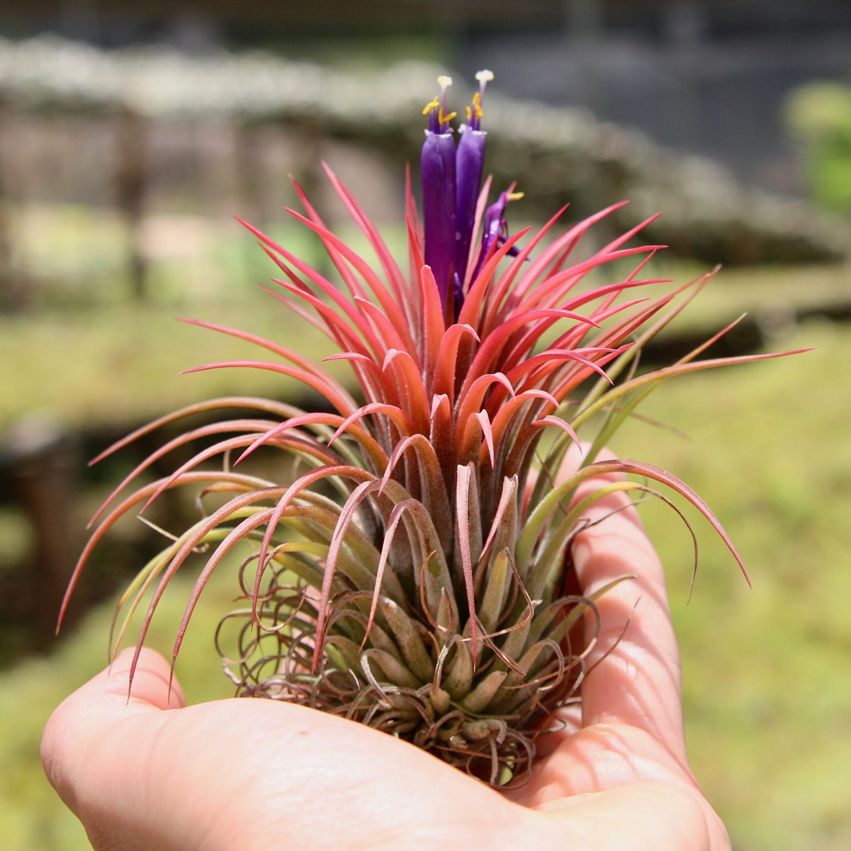 RARE Tillandsia Ionantha Huamelula Air Plant - Fast FREE Shipping 