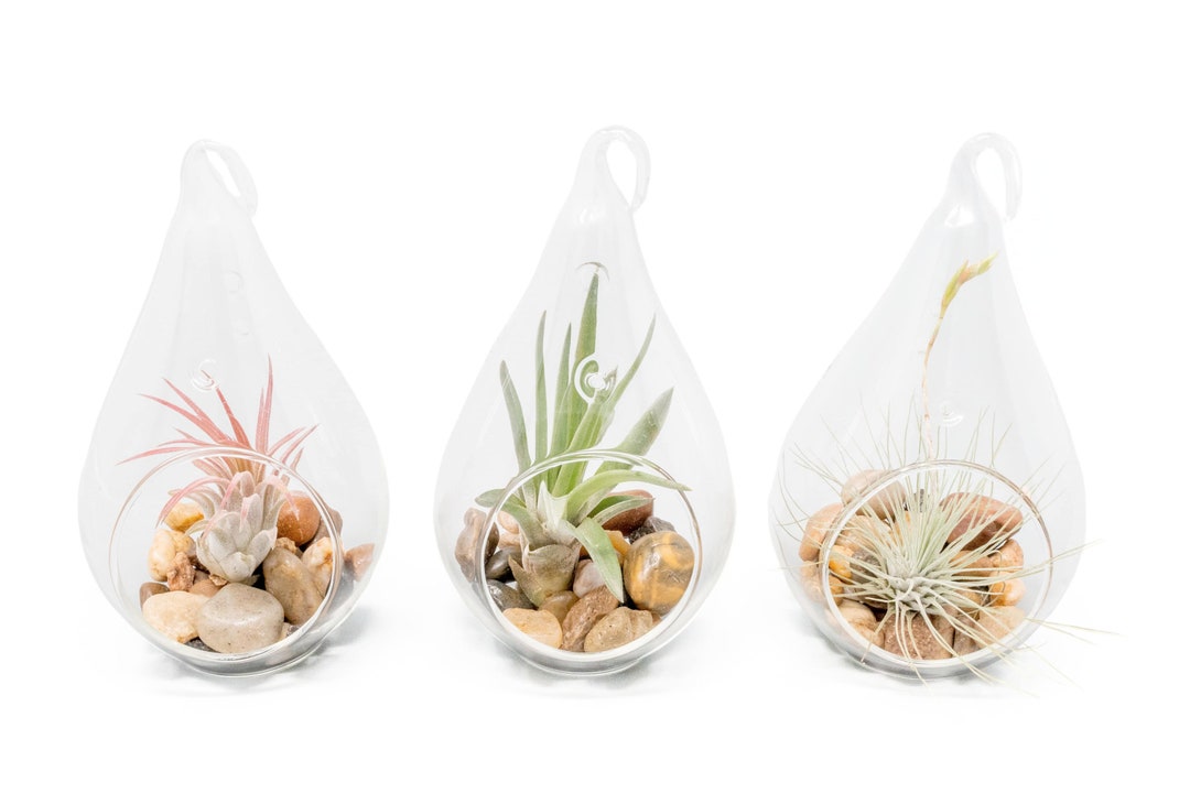 12 Hanging Air Plant Terrariums Airy Teardrop Glass Terrariums With