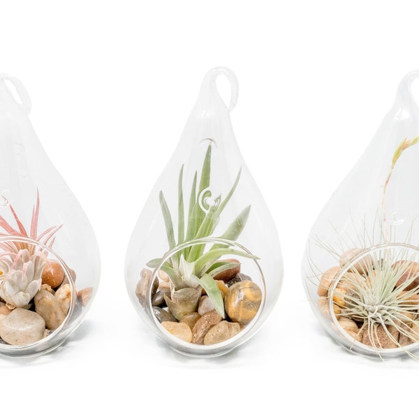 Hanging Glass Terrariums Bulk Etsy