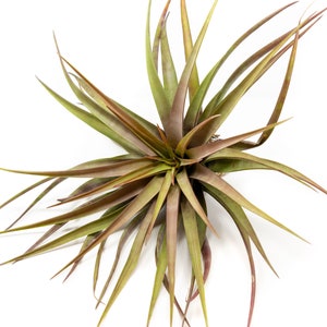 Air Plant - Novakii -  Fast FREE Shipping - 30 Day Guarantee - Air Plants for Sale - Rare Air Plant