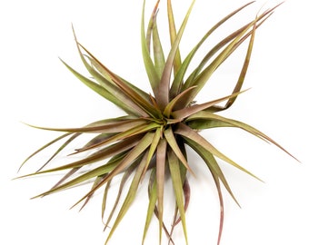 Air Plant - Novakii -  Fast FREE Shipping - 30 Day Guarantee - Air Plants for Sale - Rare Air Plant