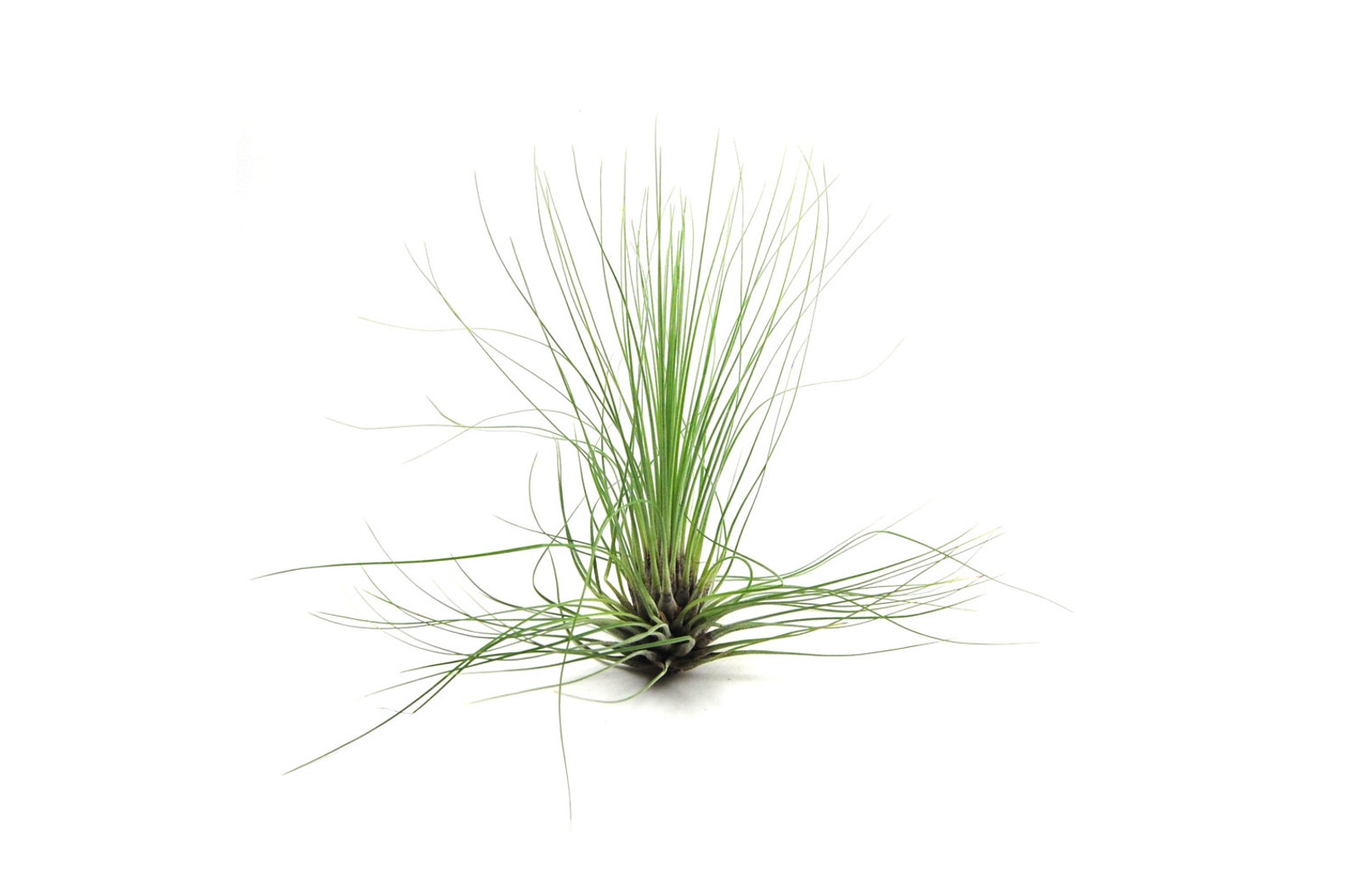 5 Pack Air Plant Filifolia Air Plant Set of 5 Fast - Etsy
