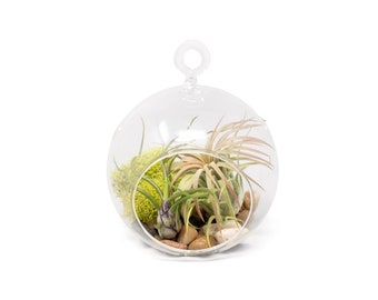 Stunning Terrarium with 2 Tillandsia Air Plants - Fast FREE Shipping - 30 Day Guarantee