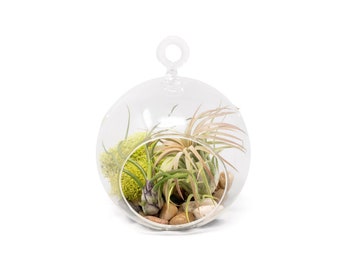 Hanging Air Plant Terrarium - Stunning Terrariums with 2 Air Plants - Fast FREE Shipping - 30 Day Guarantee - Air Plants for Sale