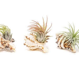 Ionantha Air Plant Container Longspine Murex Shell with Air Plant Fast FREE Shipping 30 Day Guarantee Air Plant Display Holder image 4