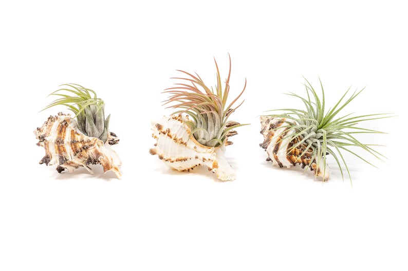 Ionantha Air Plant Container Longspine Murex Shell with Air Plant Fast FREE Shipping 30 Day Guarantee Air Plant Display Holder image 4