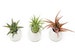 Hanging Air Plant Container - 3 Mini Ivory Ceramic Vases with Air Plants - Fast FREE Shipping - 30 Day Guarantee - Air Plant Holder 