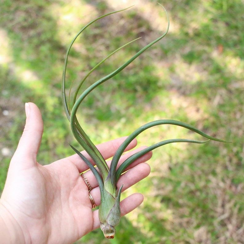 AirPlantSupply Tillandsia Baileyi Air Plant - Thumbnail 4