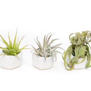 May include: Three air plants in white geometric pots. The plants are different varieties with green leaves.