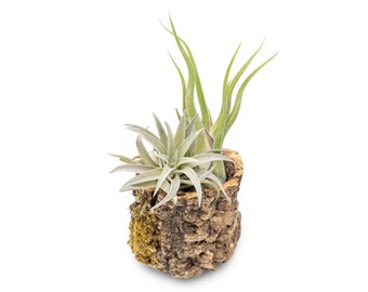 Natural Cork Bark Planters with 2 Tillandsia Air Plants - Fast FREE Shipping - 30 Day Guarantee - Live Air Plant Holder