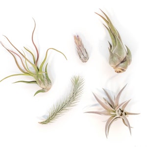 Packs of 25, 50, 75, or 100 - Air Plants Wholesale - The Mayan Collection - Fast FREE Shipping - 30 Day Guarantee - Air Plants Bulk