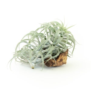 Air Plant - Tillandsia Cacticola Long Form Silver Air Plant- Rare Air Plant - Fast FREE Shipping - 30 Day Guarantee - Air Plants for Sale