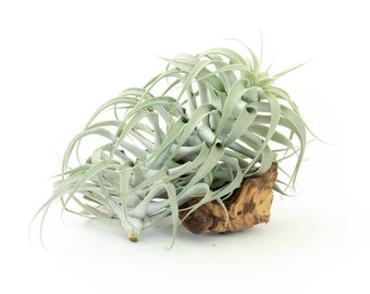 Air Plant - Tillandsia Cacticola Long Form Silver Air Plant- Rare Air Plant - Fast FREE Shipping - 30 Day Guarantee - Air Plants for Sale