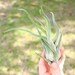 5 Pack - Air Plant - Caput Medusae Air Plant - Set of 5 - Fast FREE Shipping - 30 Day Guarantee - Air Plants for Sale 