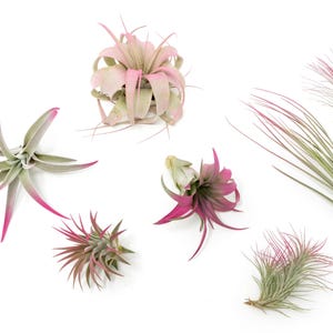 May include: A collection of six air plants with pink and green foliage. The plants are arranged on a white background.