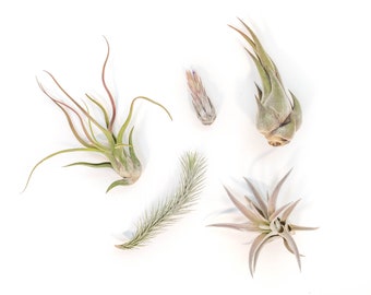 5 Pack - Air Plant - The Mayan Collection - Set of 5 Air Plants - Fast FREE Shipping - 30 Day Guarantee - Air Plants for Sale