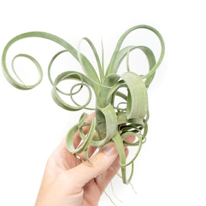 Air Plant - Tillandsia Curly Slim - Fast FREE Shipping - 30 Day Guarantee - Air Plants for Sale