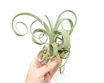 Air Plant - Tillandsia Curly Slim - Fast FREE Shipping - 30 Day Guarantee - Air Plants for Sale