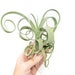 see more listings in the Premium Air Plants section