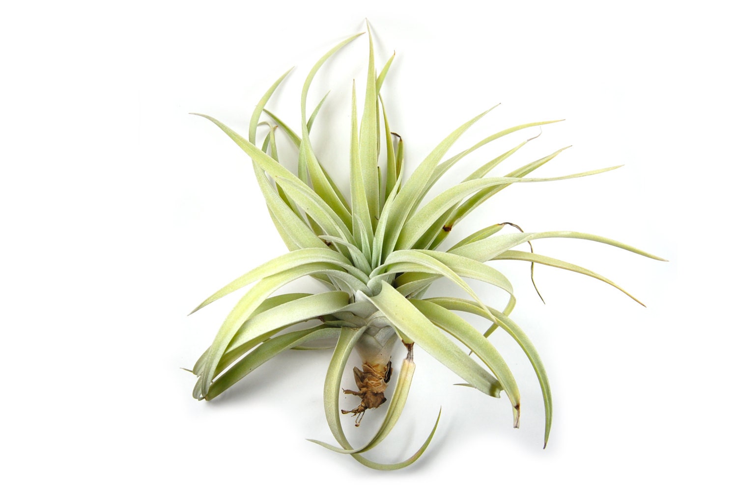 5 Pack Large Air Plants Harrisii Air Plants BIG 5 to 7 Etsy