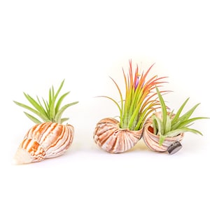 May include: Three air plants in seashells. The shells are brown and white with a striped pattern. The plants are green and have long, thin leaves.