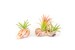 Air Plant Magnets - 3 Ionantha Air Plants in Magnetic Seashell Planters - Fast FREE Shipping - 30 Day Guarantee - Air Plant Holder 