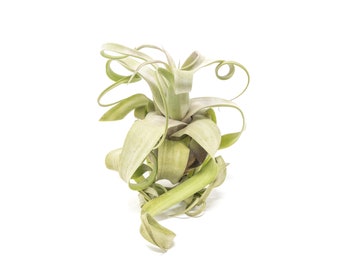 AirPlantSupply - Etsy