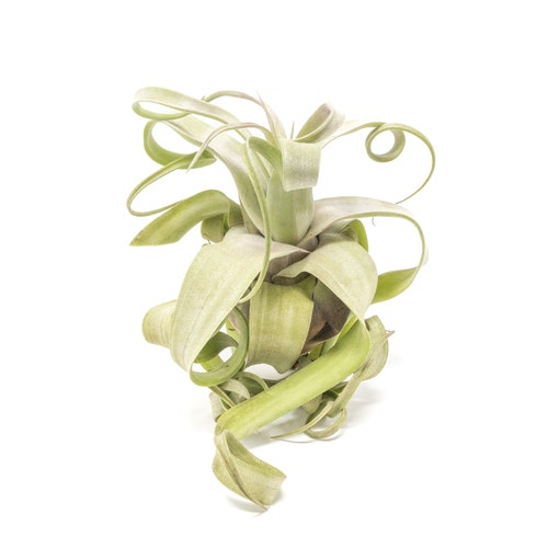 Tillandsia Streptophylla Air Plant - Large Curly Plant