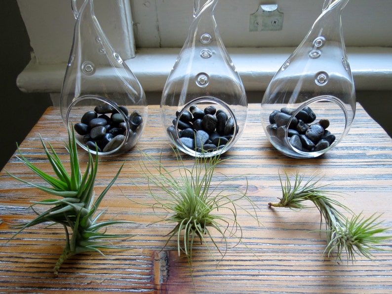 Fast FREE Shipping Set of 3 Funky Teardrop Designs 30 Day Guarantee Hanging Air Plant Terrariums Air Plants for Sale