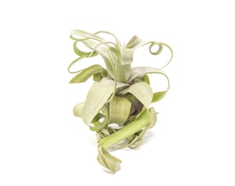 Air Plant - Jumbo Tillandsia Streptophylla - Fast FREE Shipping - 30 Day Guarantee - Air Plants for Sale