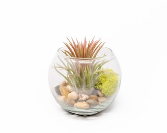 12 Bubble Bowl Tillandsia Air Plant Terrariums - Bulk Price - 30 Day Guarantee - Fast FREE Shipping