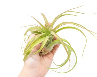 Tillandsia Streptophylla Hybrid Air Plant - Single and Sales Packs - Fast FREE Shipping - 30 Day Guarantee - Air Plants for Sale