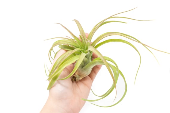 plant vase indoor ZZ Plant in White Ceramic main image 1