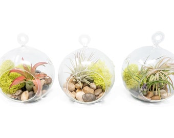 Hanging Air Plant Terrarium - Set of 3 Stunning Terrariums with 5 Air Plants - Fast FREE Shipping - 30 Day Guarantee - Air Plants for Sale